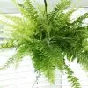 Nephrolepis Exaltata Tiger Fern | 20cm Hanging Pot
