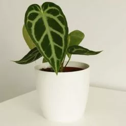 Anthurium Crystallinum | 12cm Pot