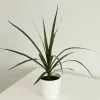 Dracaena Marginata | 9cm Pot -Perennial Plants Sales Store HP30001056 c6bc