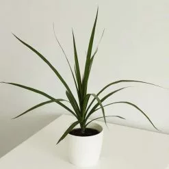 Dracaena Marginata | 9cm Pot