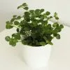 Peperomia Rotundifolia | 9cm Pot