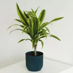 Dracaena Fragrans (Deremensis Group) Lemon Lime | 13cm Pot