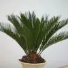 Cycas Revoluta | 14cm Pot -Perennial Plants Sales Store HP30001081 9b25