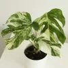 Monstera Deliciosa Variegata | 12cm Pot -Perennial Plants Sales Store HP30001082 3450