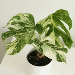 Monstera Deliciosa Variegata | 12cm Pot
