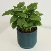 Coffea Arabica | 10.5cm Pot -Perennial Plants Sales Store HP30001095 1db2