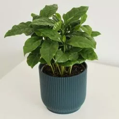 Coffea Arabica | 10.5cm Pot