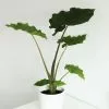Alocasia Portodora | 17cm Pot 1 Alocasia Portodora | 17cm Pot -Perennial Plants Sales Store HP30001097 585c