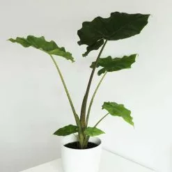 Alocasia Portodora | 17cm Pot
