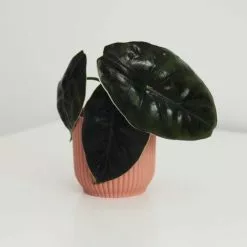 Alocasia Azlanii | 6cm Pot