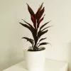 Cordyline Tango | 17cm Pot