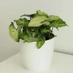 Syngonium White Butterfly | 17cm Pot