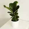 Ficus Lyrata | 13cm Pot