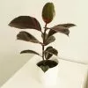 Ficus Elastica Ruby | 13cm Pot
