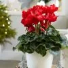 Cyclamen Halios Red | 13cm Pot -Perennial Plants Sales Store HP30001123 63f1