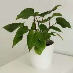 Homalomena Maggy | 17cm Pot