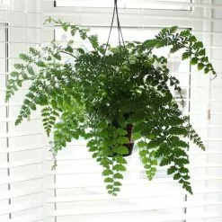 Asplenium Parvati | 14cm Hanging Pot