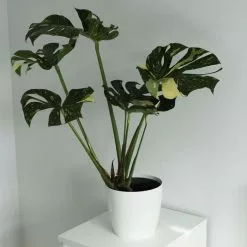Monstera Thai Constellation | 21cm Pot