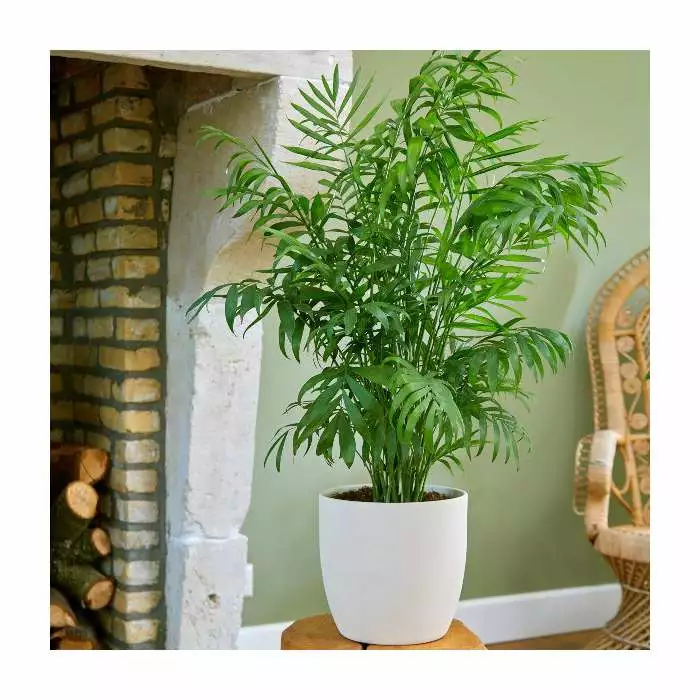 Parlour Palm | Chamaedorea Elegans 3 Parlour Palm | Chamaedorea Elegans
