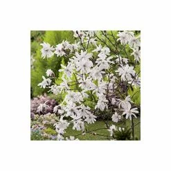 Magnolia Tree Collection | Stellata, Susan & Soulangeana -Perennial Plants Sales Store P3COL6 add image 2 5ddb