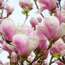Magnolia Tree Collection | Stellata, Susan & Soulangeana -Perennial Plants Sales Store P3COL6 add image 3 c7c2