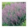 Nepeta 'Walkers Low' | 2L Pot -Perennial Plants Sales Store P50347 main image e867