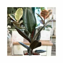 Ficus Elastica 'Adibjan' | Rubber Plant