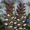 Acanthus Mollis | 2 Litre Pot -Perennial Plants Sales Store PL00000045 063a
