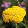 Achillea Filipendulina Cloth Of Gold | 2L Pot -Perennial Plants Sales Store PL00000053 d60c