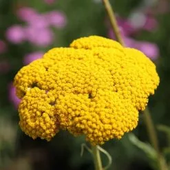 Achillea Filipendulina Cloth Of Gold | 2L Pot