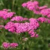 Achillea Millefolium Cerise Queen | 2L Pot 2 Achillea Millefolium Cerise Queen | 2L Pot -Perennial Plants Sales Store PL00000056 4669