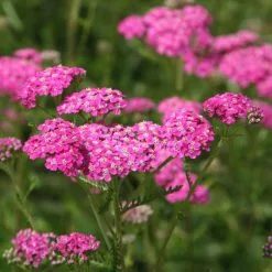 Achillea Millefolium Cerise Queen | 2L Pot