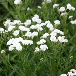 Achillea Ptarmica (The Pearl Group) The Pearl (clonal) | 2L Pot