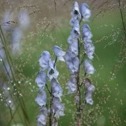 Aconitum Stainless Steel | 2 Litre Pot