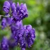 Aconitum Spark's Variety | 2 Litre Pot