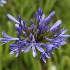 Agapanthus Africanus | 2L Pot