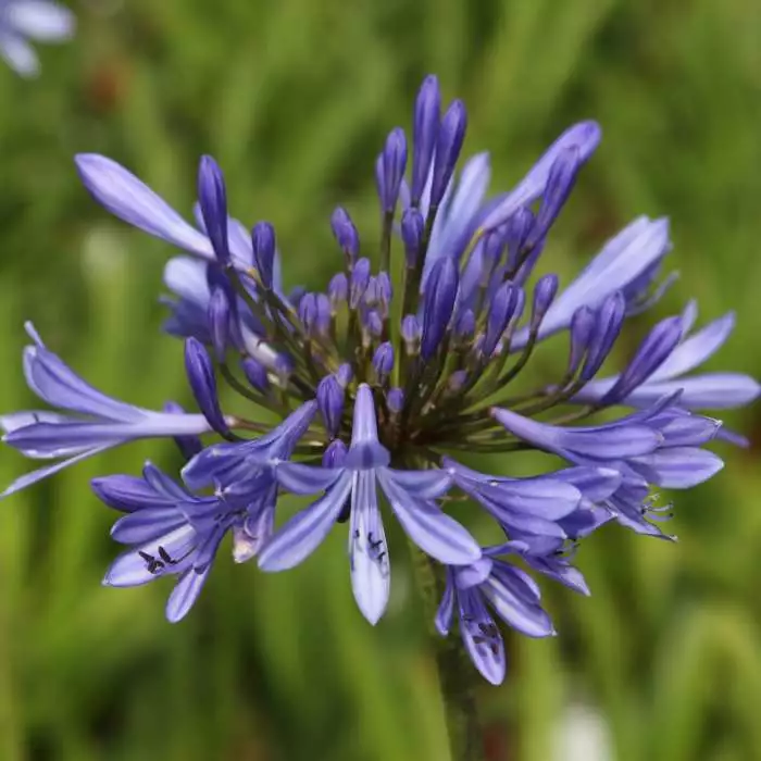 Agapanthus Africanus | 2L Pot 3 Agapanthus Africanus | 2L Pot