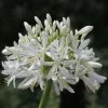 Agapanthus Africanus Albus | 2L Pot -Perennial Plants Sales Store PL00000108 c853