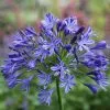 Agapanthus Headbourne Hybrids | 2L Pot -Perennial Plants Sales Store PL00000121 eca1