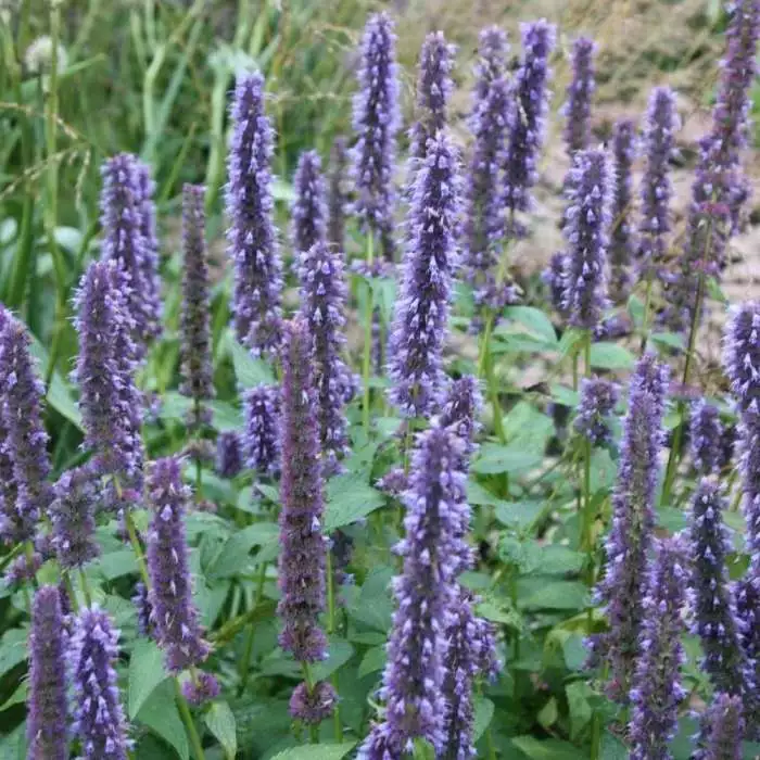 Agastache Blue Fortune | 2 Litre Pot 3 Agastache Blue Fortune | 2 Litre Pot