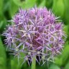 Allium Cristophii | 2L Pot