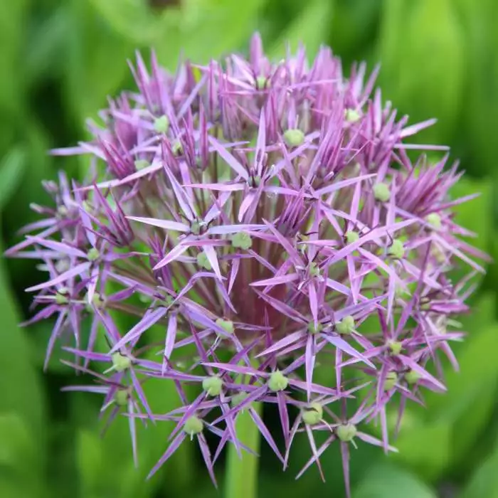 Allium Cristophii | 2L Pot 3 Allium Cristophii | 2L Pot