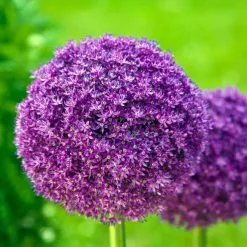 Allium Giganteum | 2L Pot