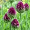 Allium Sphaerocephalon | 2L Pot (7xbulb) -Perennial Plants Sales Store PL00000194 b9e9