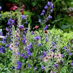 Anchusa Azurea Loddon Royalist | 2 Litre Pot