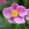 Anemone Hupehensis Hadspen Abundance | 2L Pot 2 Anemone Hupehensis Hadspen Abundance | 2L Pot -Perennial Plants Sales Store PL00000241 f835