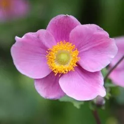 Anemone Hupehensis Hadspen Abundance | 2L Pot