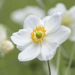 Anemone × Hybrida Honorine Jobert | 2L Pot