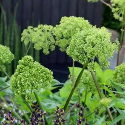 Angelica Archangelica | 2L Pot