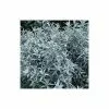Artemisia Ludoviciana Silver Queen | 2L Pot -Perennial Plants Sales Store PL00000396 0eea